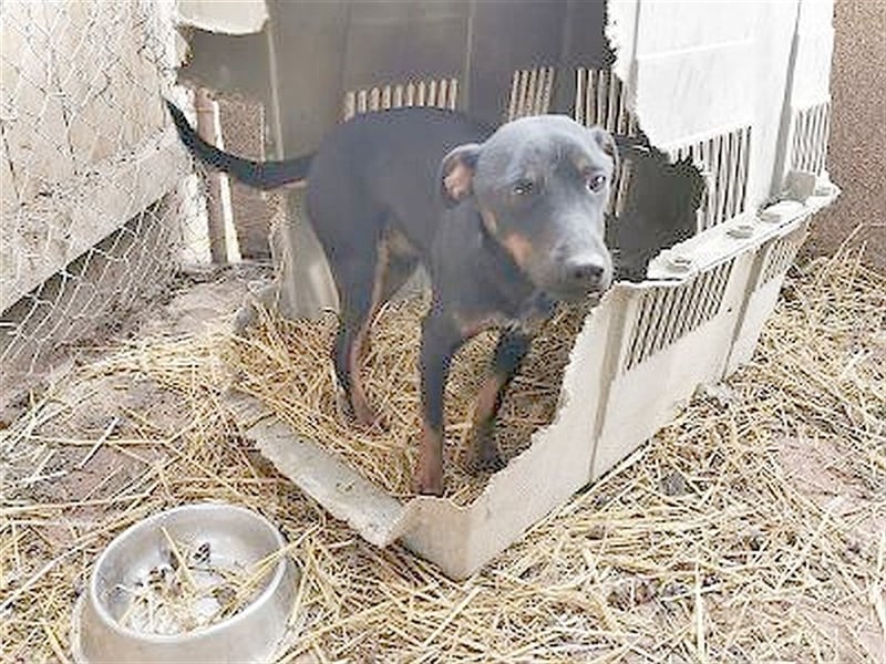 FENEK, eine spezielle Maus