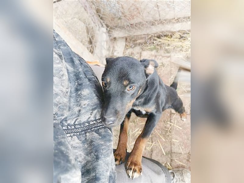 FENEK, eine spezielle Maus