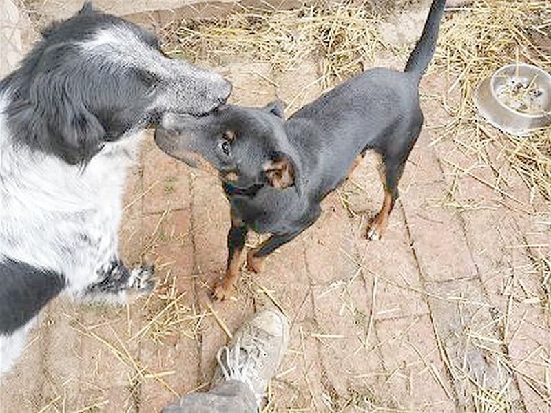 FENEK, eine spezielle Maus