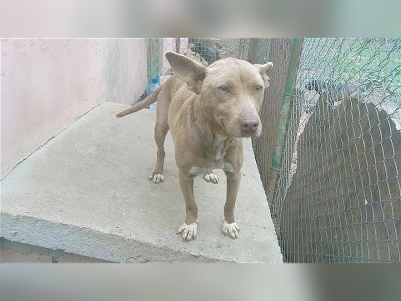 MAZA, supernette Maus