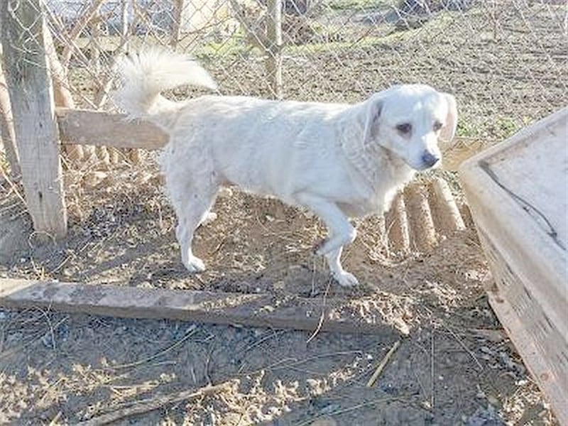 LORA, zuckersüsse, kleine Hummel