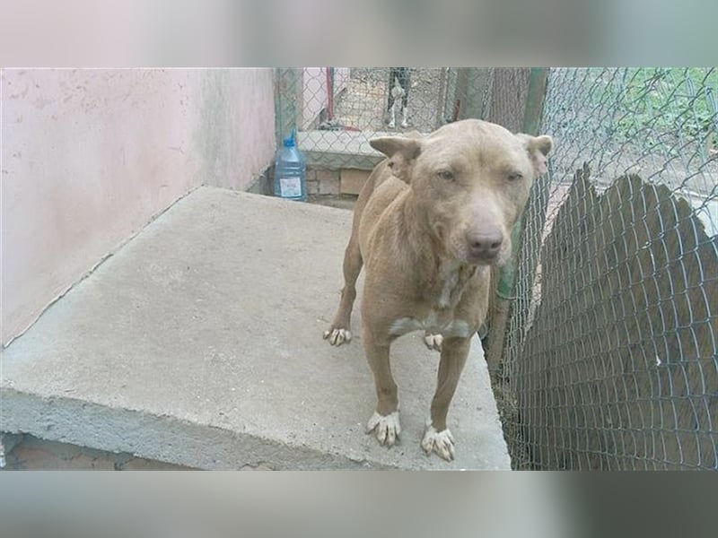 MAZA, supernette Maus