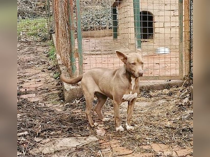 MAZA, supernette Maus