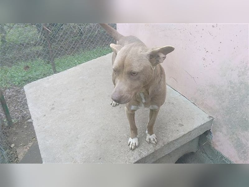 MAZA, supernette Maus