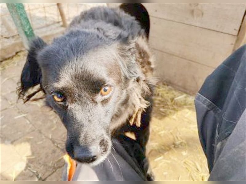 BOZA, bildhübscher Hundebub