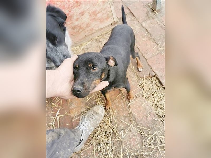 FENEK, eine spezielle Maus