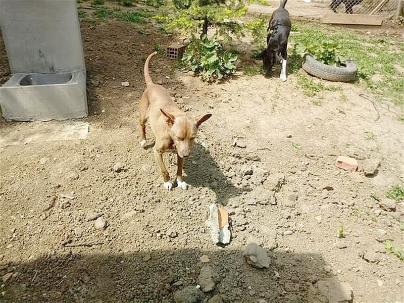 MAZA, supernette Maus