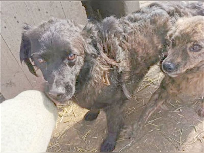 BOZA, bildhübscher Hundebub