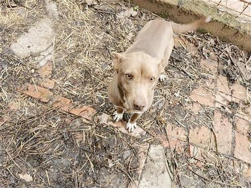 MAZA, supernette Maus