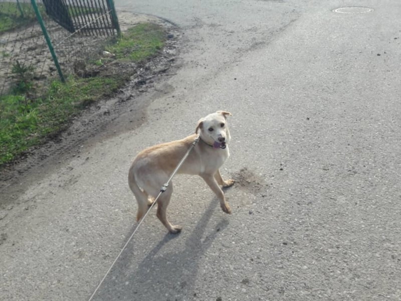 Happy Mark - familiärer Traumhund
