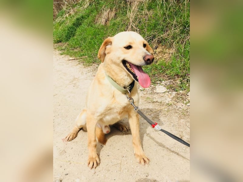 Happy Mark - familiärer Traumhund