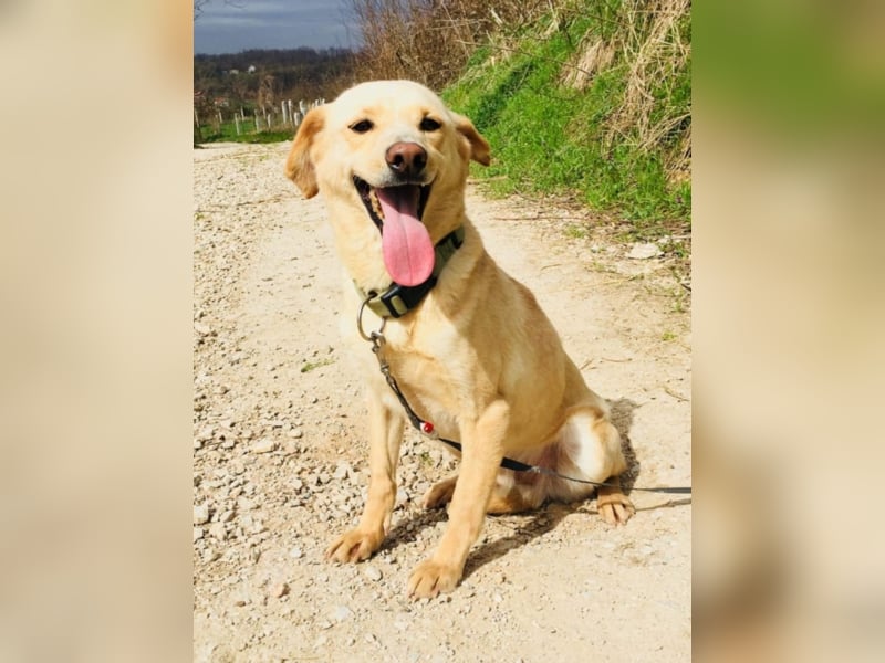 Happy Mark - familiärer Traumhund