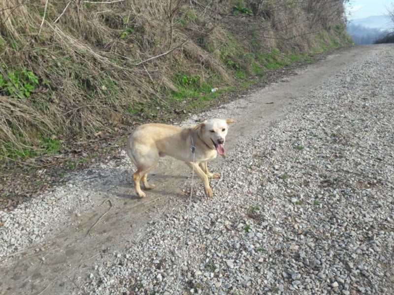 Happy Mark - familiärer Traumhund