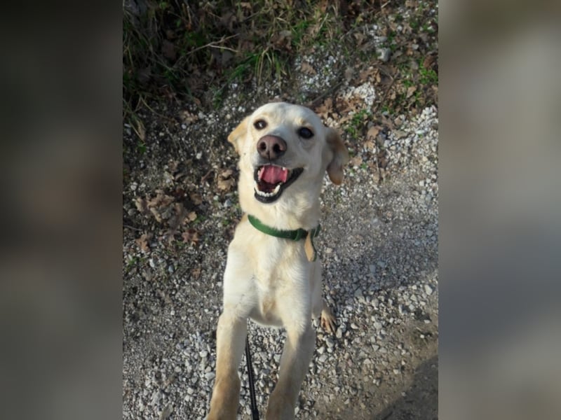 Happy Mark - familiärer Traumhund