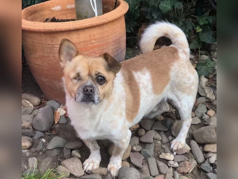 BRUNO (auf Pflege in Köln)