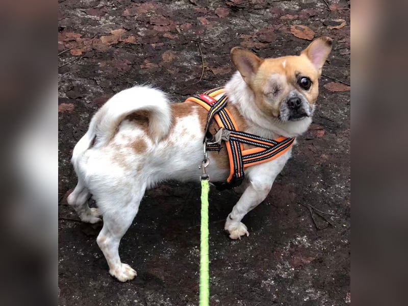 BRUNO (auf Pflege in Köln)