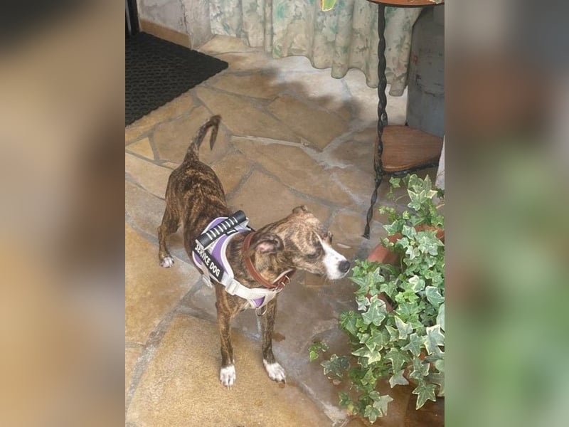 USCHL (Pflegestelle in Guadix (Spanien) )