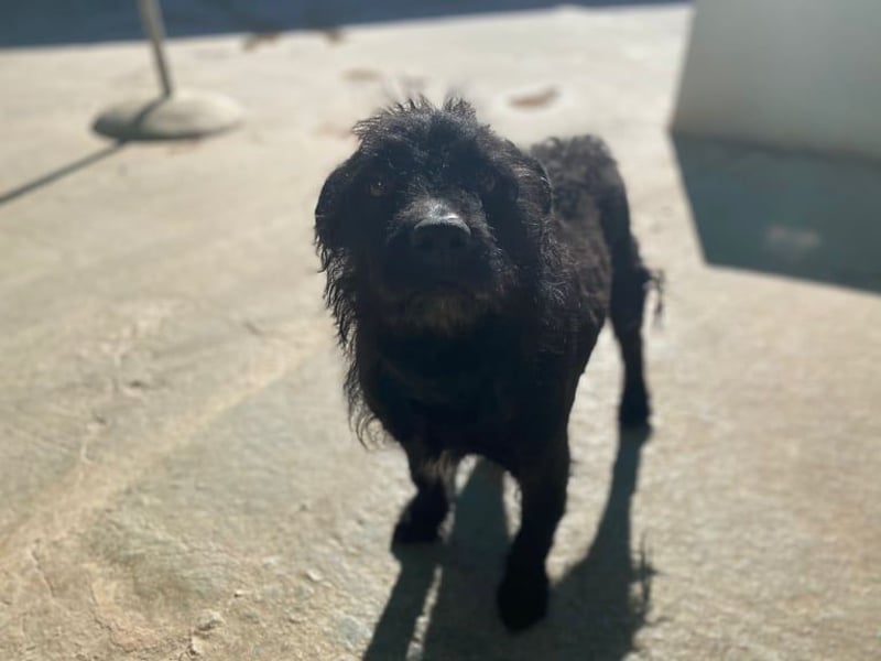 MARIO (Sucht Patenschaft)