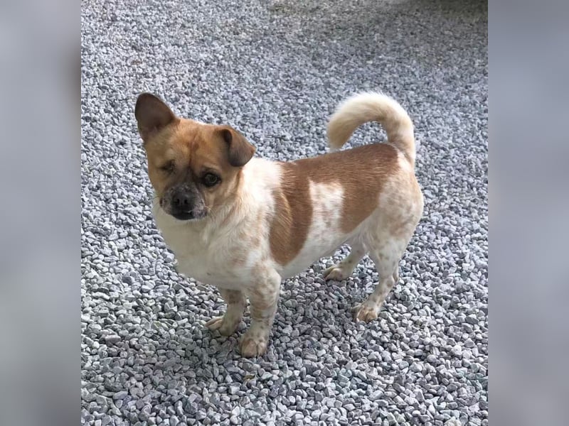 BRUNO (auf Pflege in Köln)