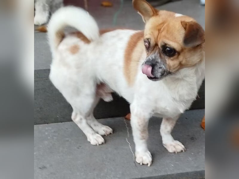 BRUNO (auf Pflege in Köln)