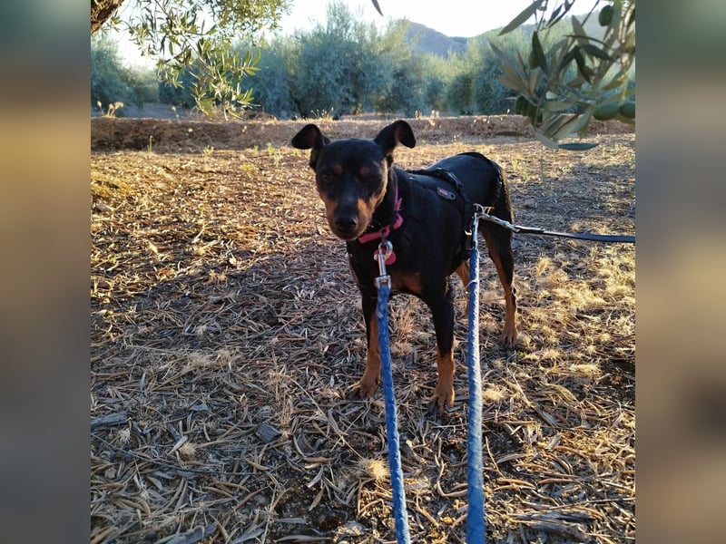 HERMI