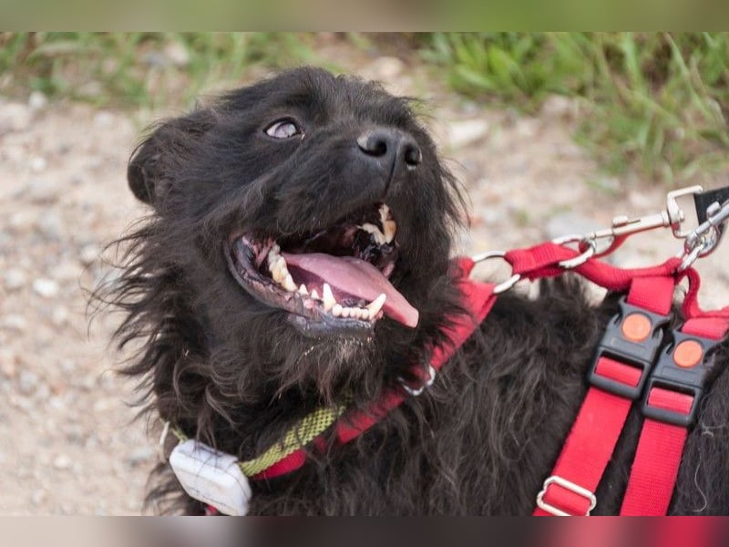 MARIO (Sucht Patenschaft)