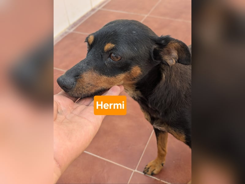 HERMI