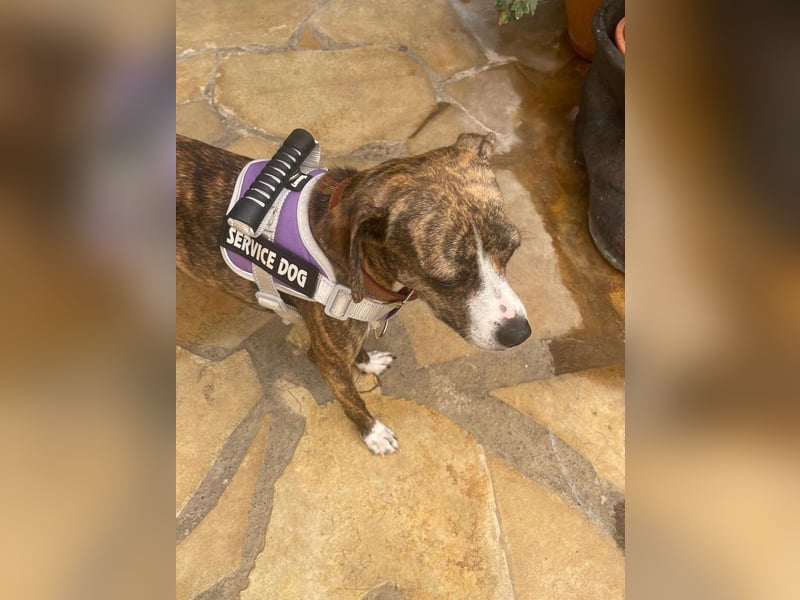 USCHL (Pflegestelle in Guadix (Spanien) )