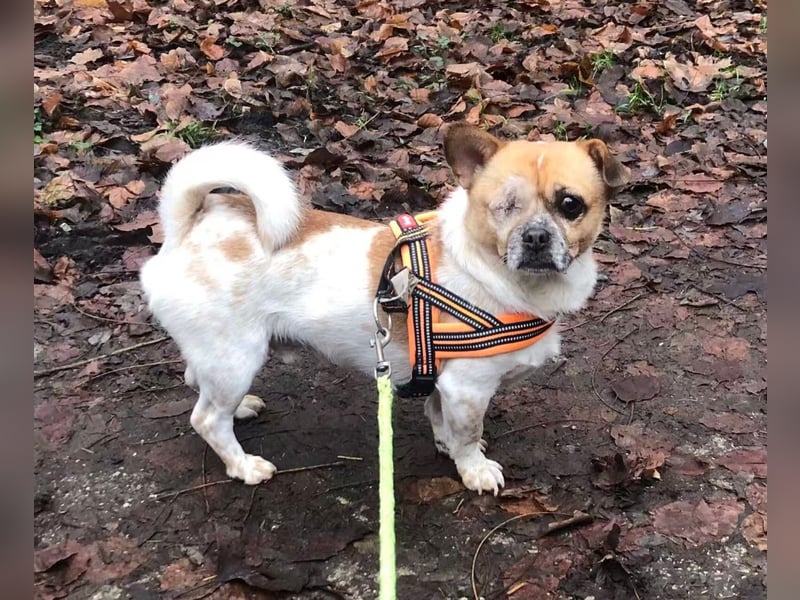 BRUNO (auf Pflege in Köln)