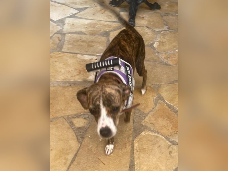 USCHL (Pflegestelle in Guadix (Spanien) )