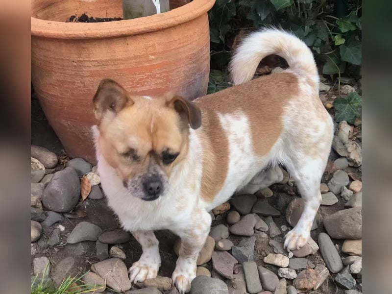 BRUNO (auf Pflege in Köln)