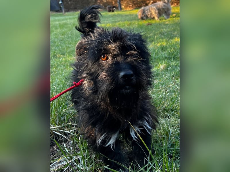 Frohnatur Ronja möchte die Welt entdecken