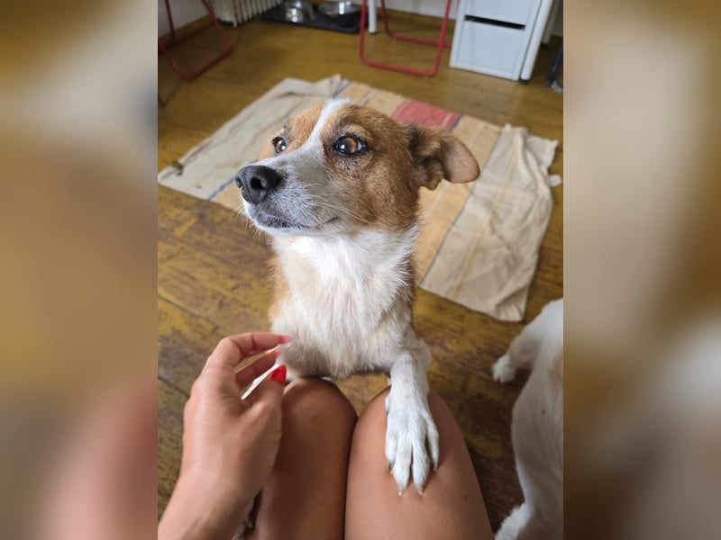 HEIDI - verschmuste, liebe Hündin sucht ihre Begleiter