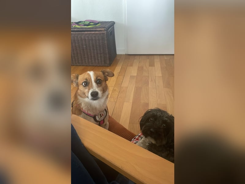 HEIDI - verschmuste, liebe Hündin sucht ihre Begleiter