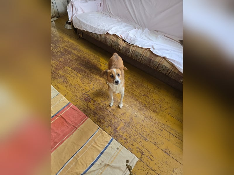 HEIDI - verschmuste, liebe Hündin sucht ihre Begleiter