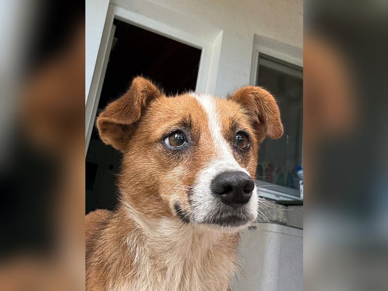 HEIDI - verschmuste, liebe Hündin sucht ihre Begleiter