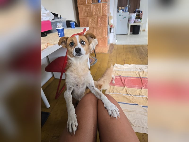 HEIDI - verschmuste, liebe Hündin sucht ihre Begleiter