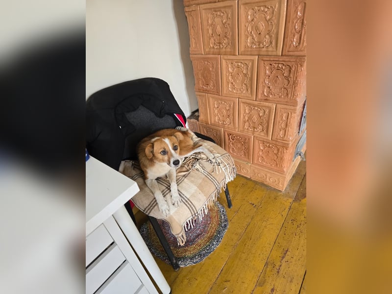 HEIDI - verschmuste, liebe Hündin sucht ihre Begleiter