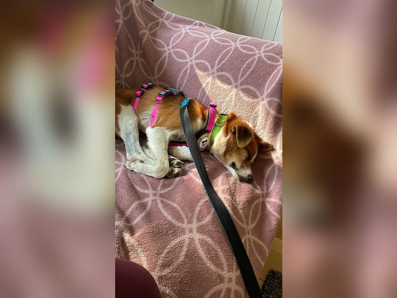 HEIDI - verschmuste, liebe Hündin sucht ihre Begleiter