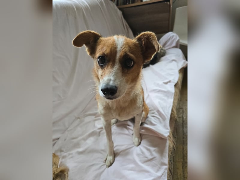 HEIDI - verschmuste, liebe Hündin sucht ihre Begleiter