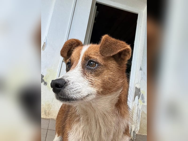 HEIDI - verschmuste, liebe Hündin sucht ihre Begleiter