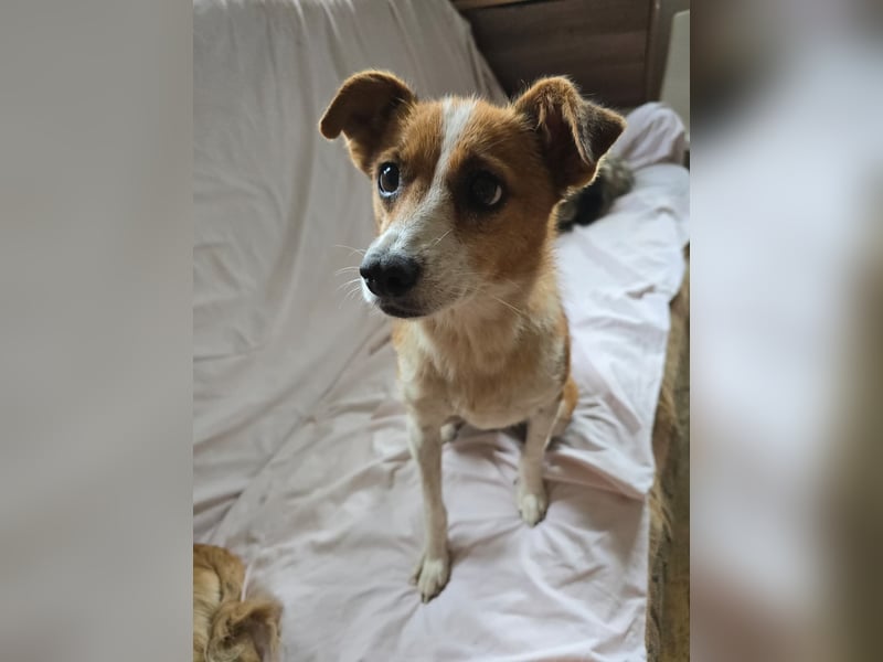 HEIDI - verschmuste, liebe Hündin sucht ihre Begleiter