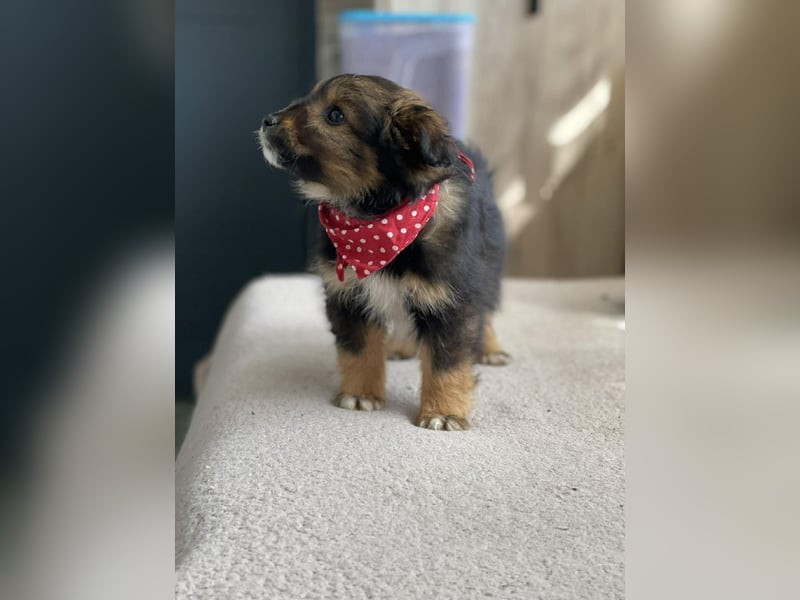 PENNY - kleine Zuckermaus