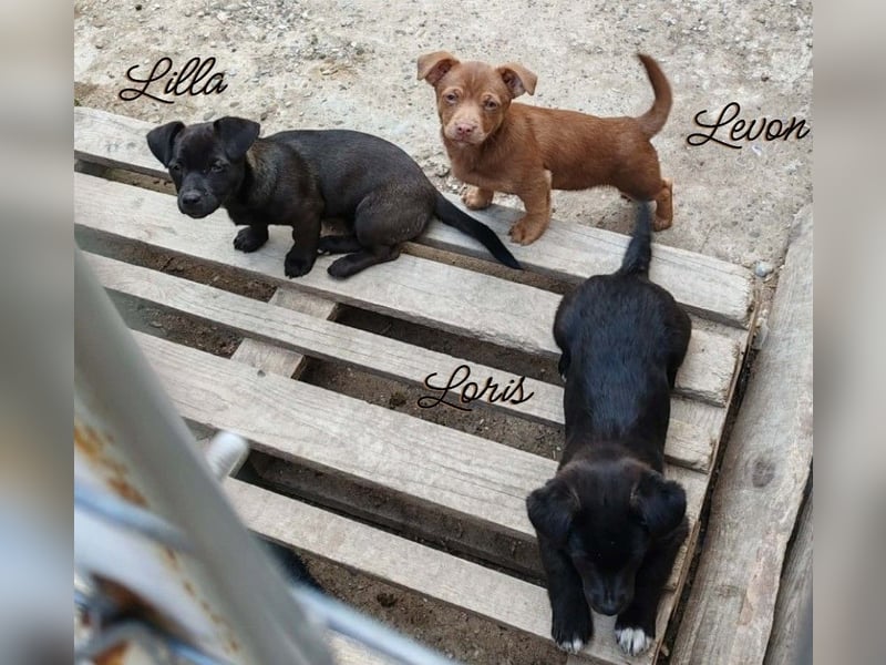 LORIS - Traumzuhause gesucht