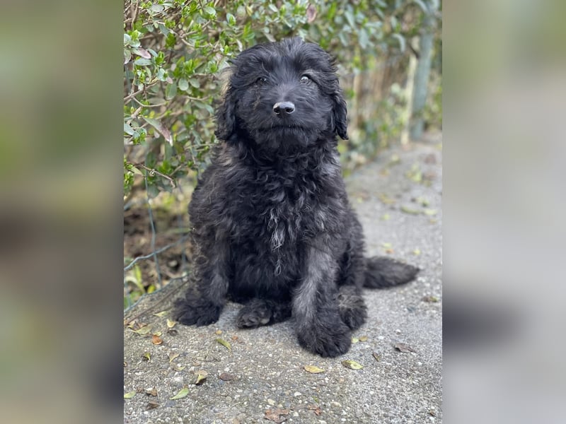 JAKE - süßer Zottel sucht seine Menschen