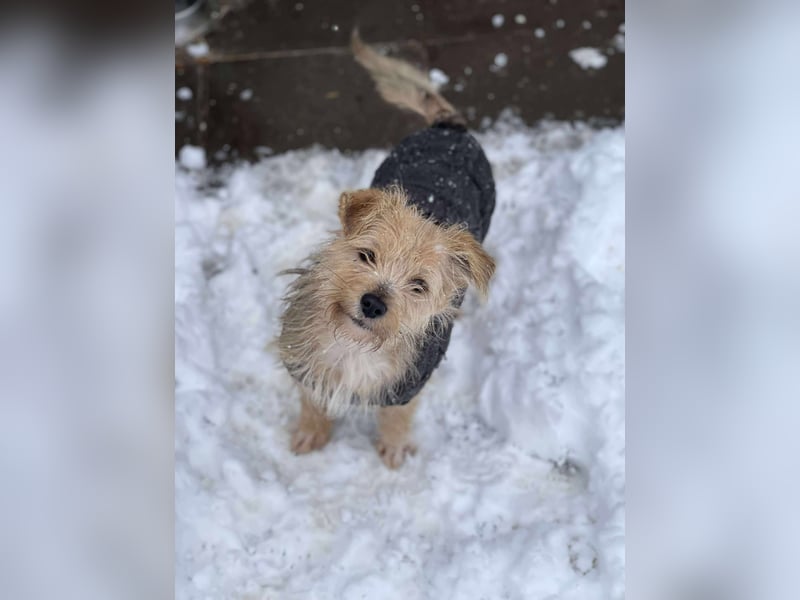 PIP - liebevolle Hundedame