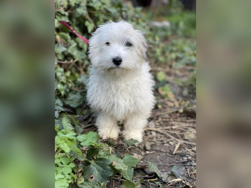 SNOWY - braucht ein eigenes Körbchen