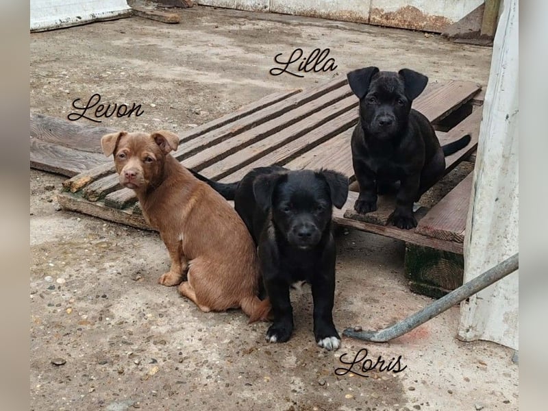 LILLA - schwarze Schönheit