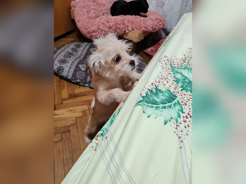 PIXEL - Traumzuhause gesucht