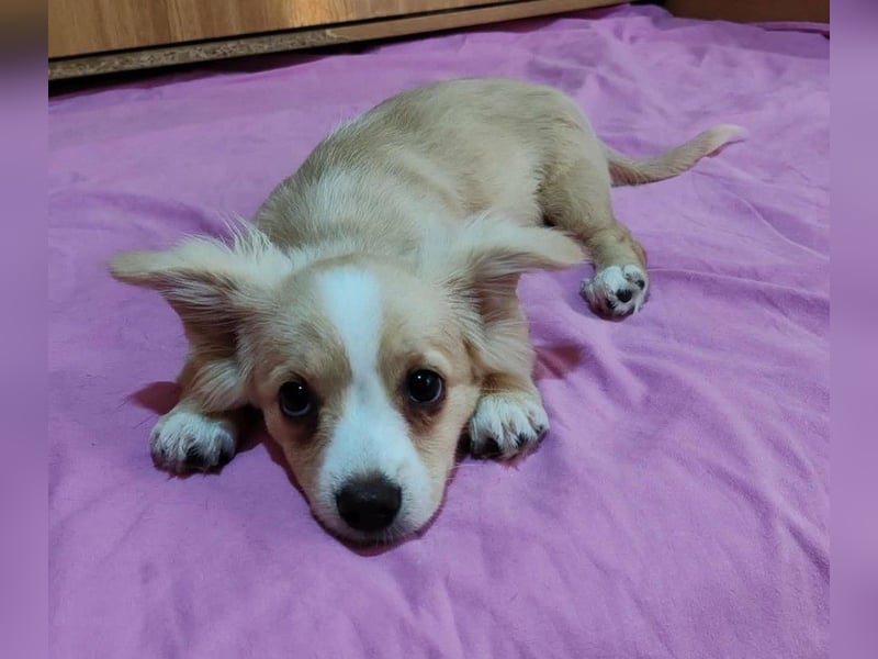 ZIZIE - liebevolles Hundekind